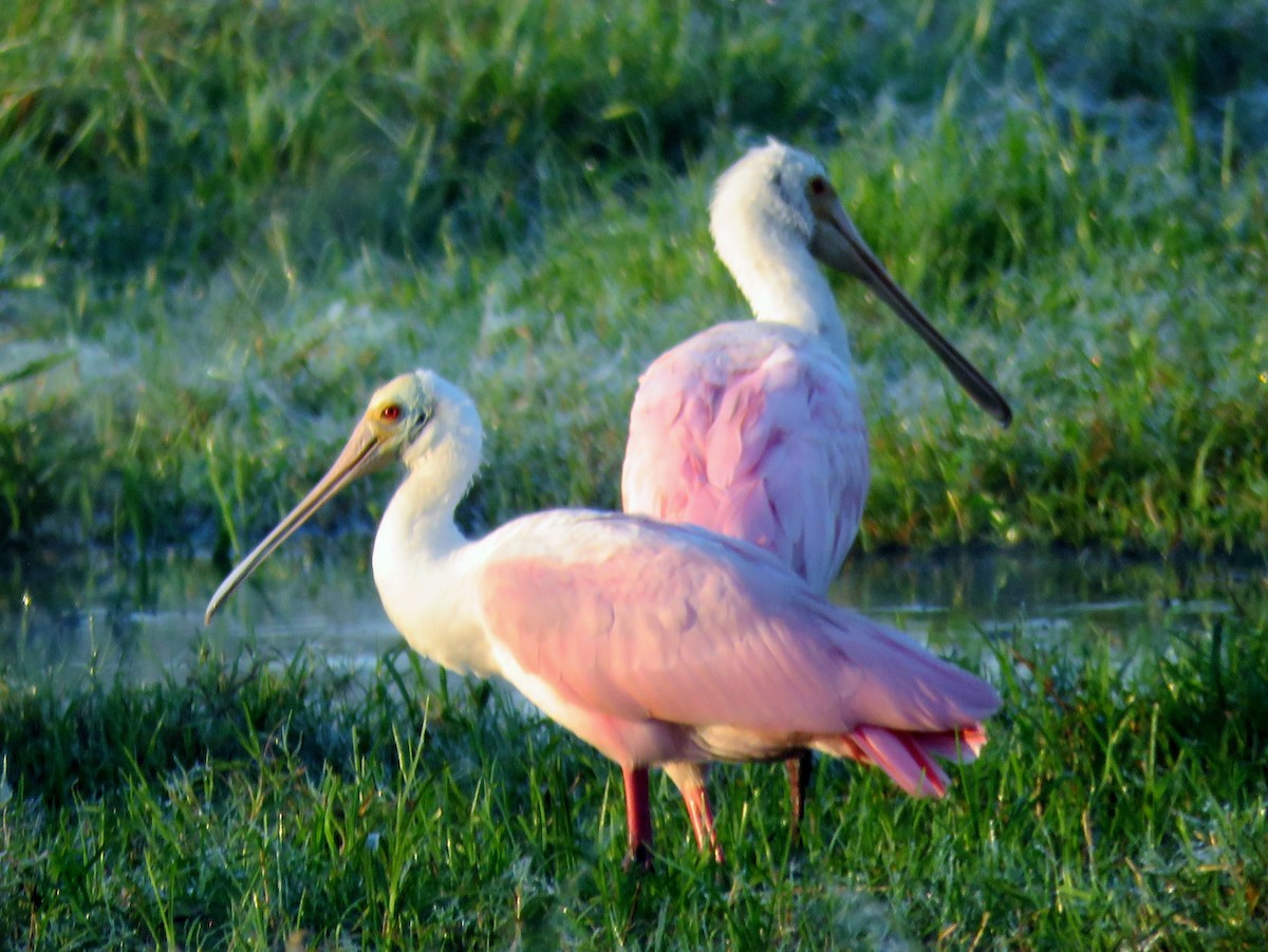 Roseate Spoonbill - ML279744621