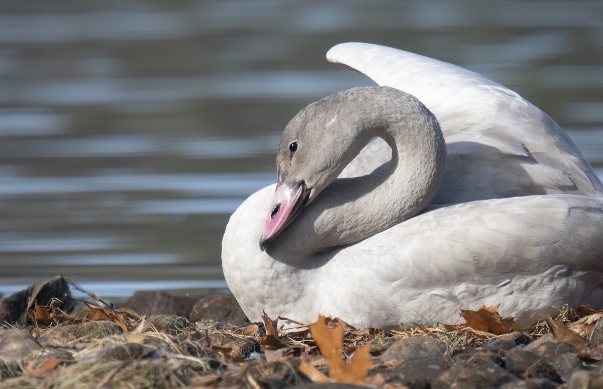 Tundra Swan - Reed Robinson