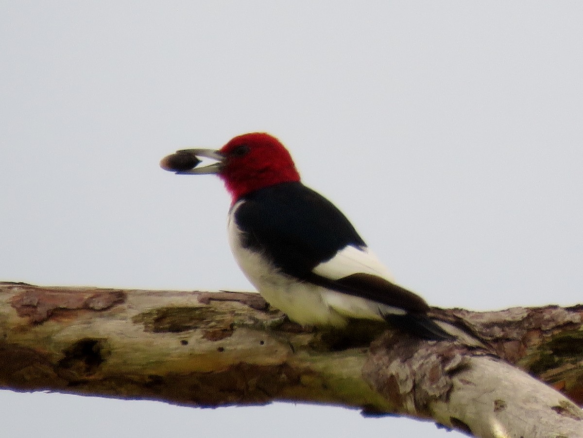 Red-headed Woodpecker - ML279744721