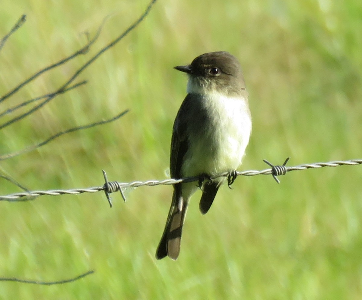 Eastern Phoebe - ML279744741