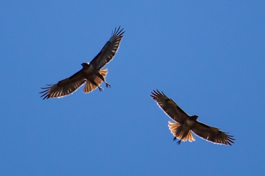 Red-tailed Hawk (calurus/alascensis) - ML27974481