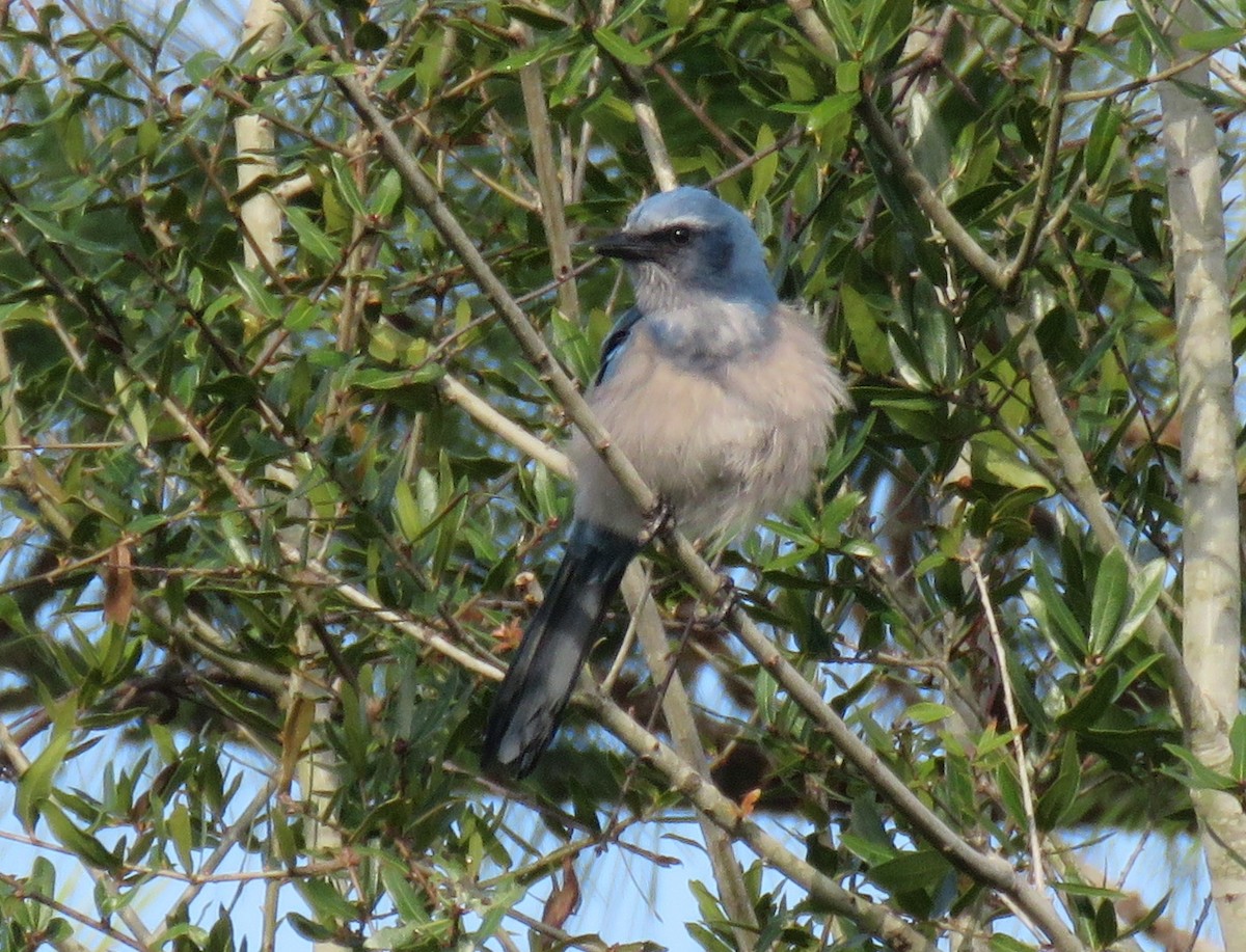 Florida Scrub-Jay - ML279744881