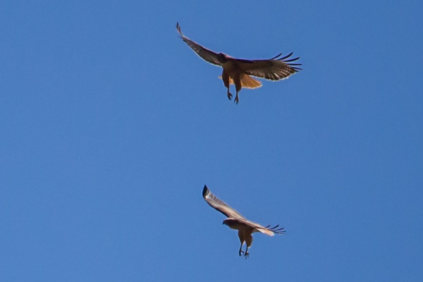 Red-tailed Hawk (calurus/alascensis) - ML27974491