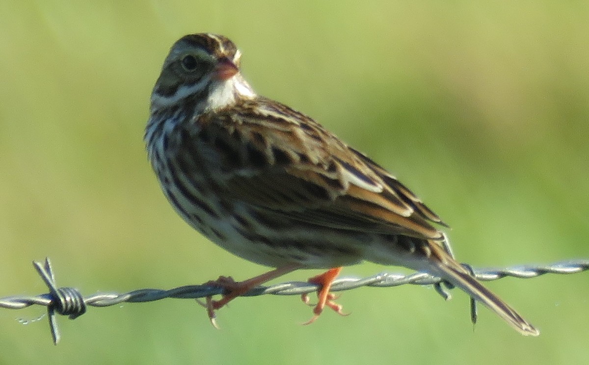 Savannah Sparrow - ML279744961