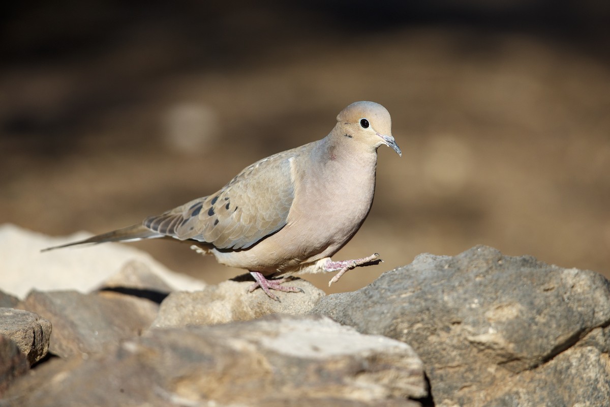 Mourning Dove - Michael Stubblefield