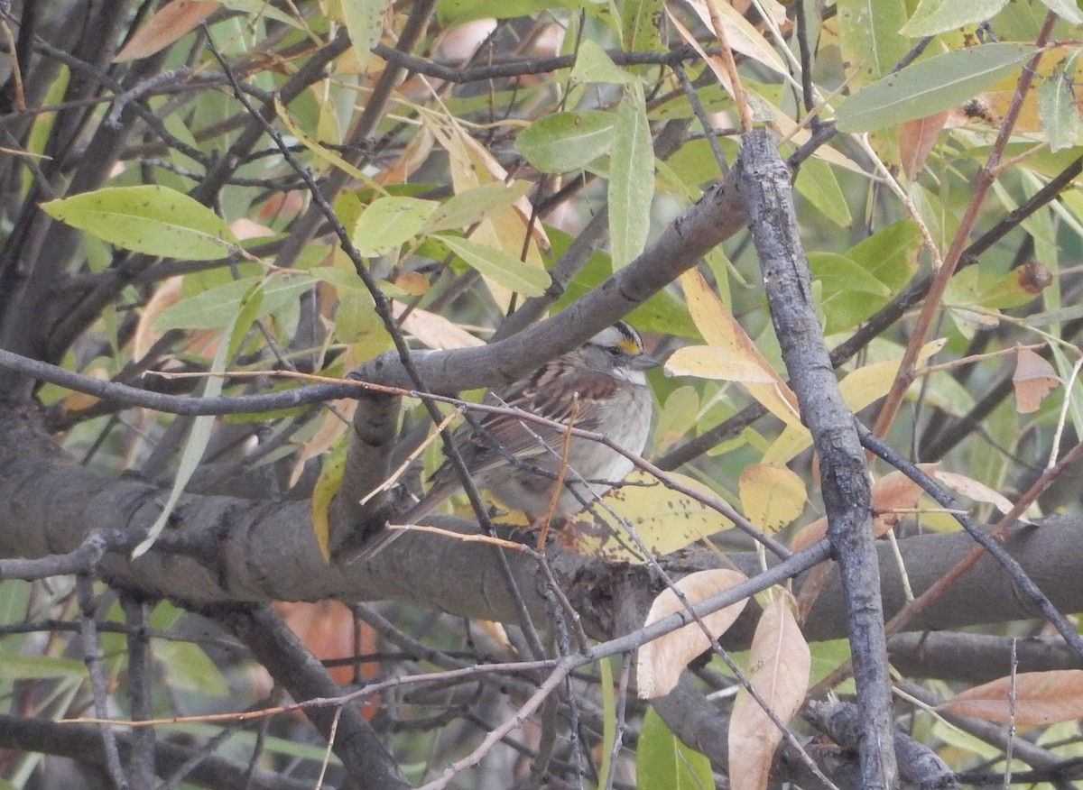 White-throated Sparrow - ML279749241