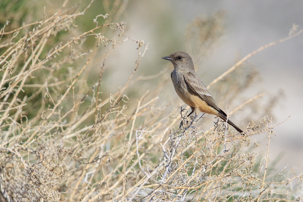 Say's Phoebe - Michael Stubblefield