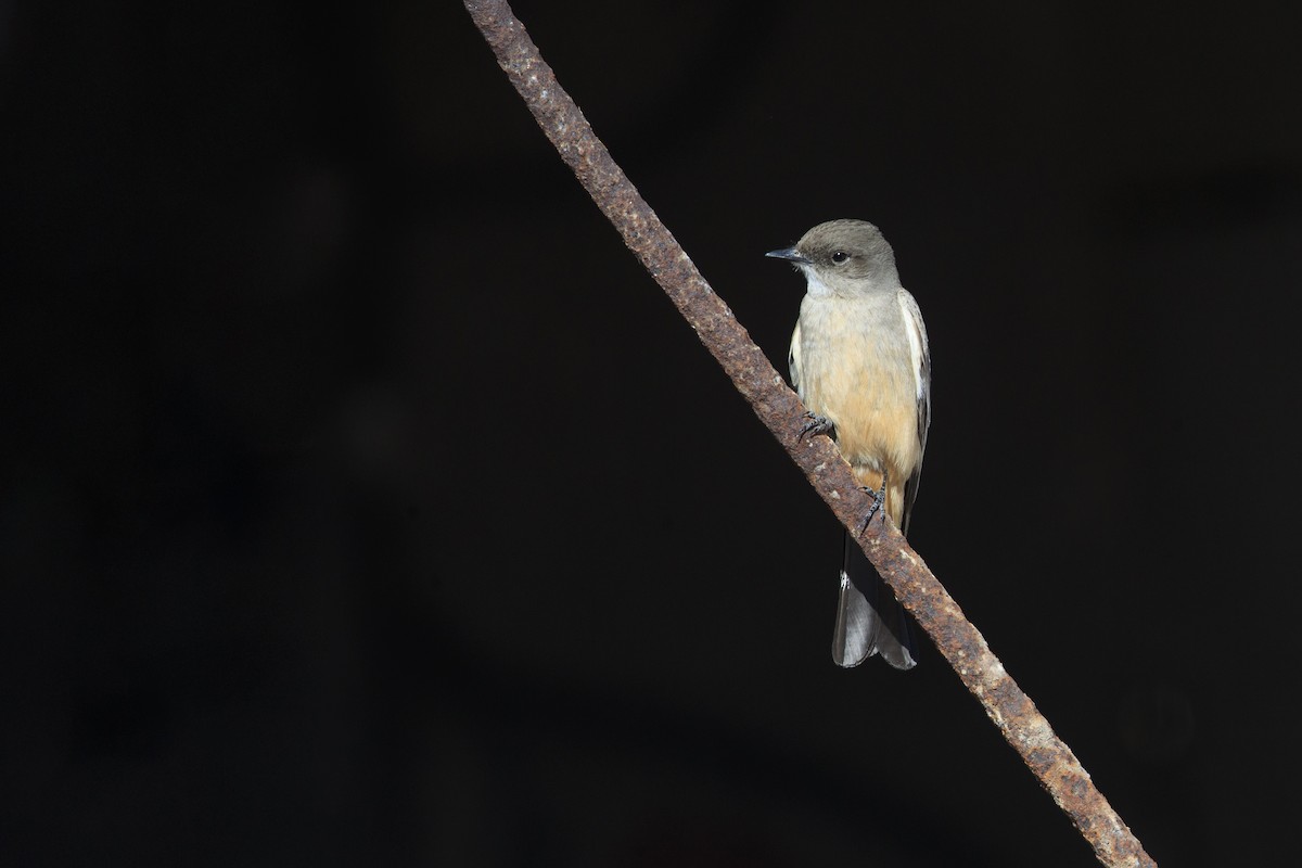 Say's Phoebe - Michael Stubblefield