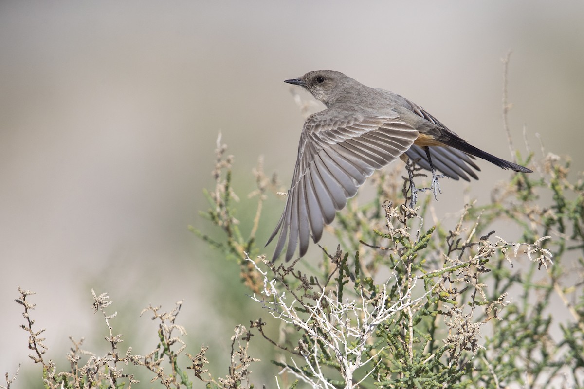 Say's Phoebe - Michael Stubblefield