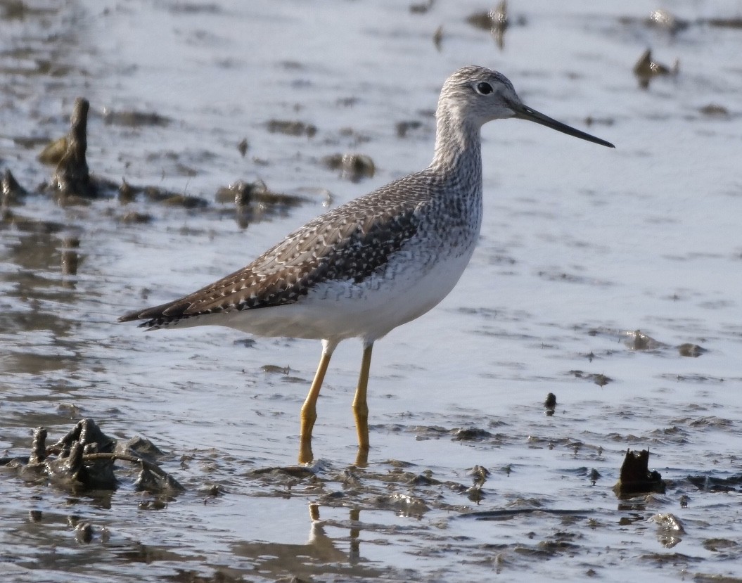 Greater Yellowlegs - Sandra Blease