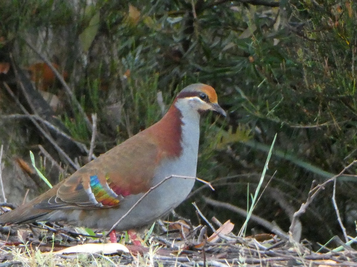 Brush Bronzewing - ML279751251