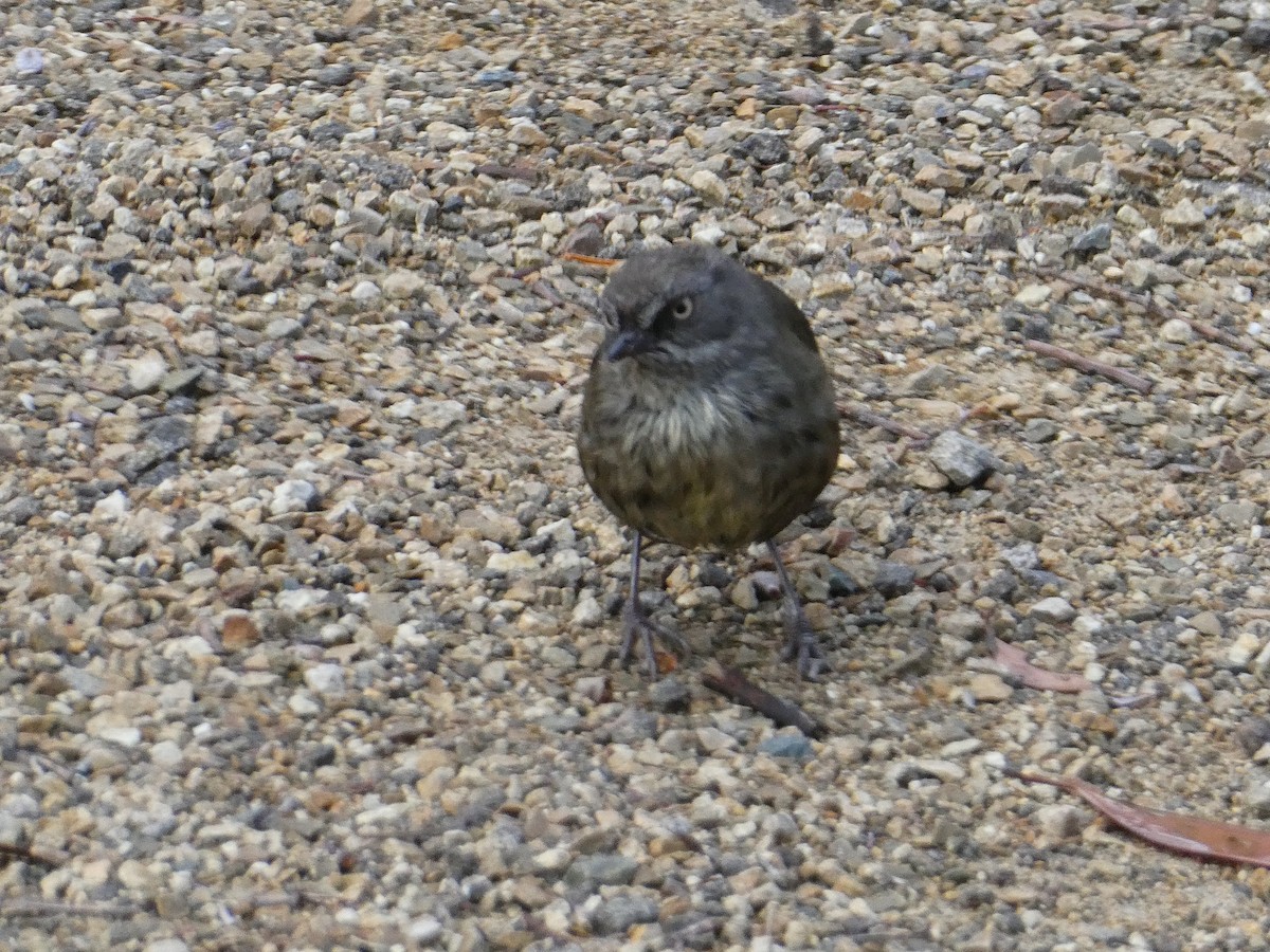 Tasmanian Scrubwren - ML279751601