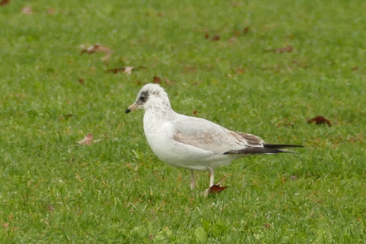 Ring-billed Gull - ML279751721