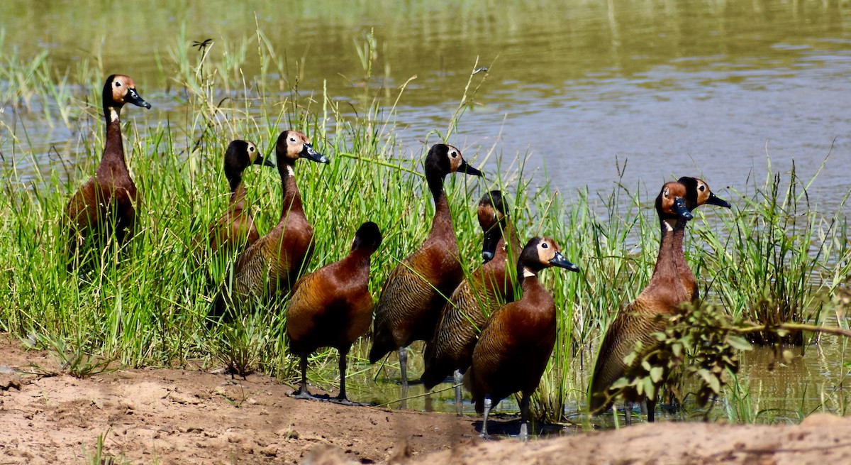 White-faced Whistling-Duck - ML279753421