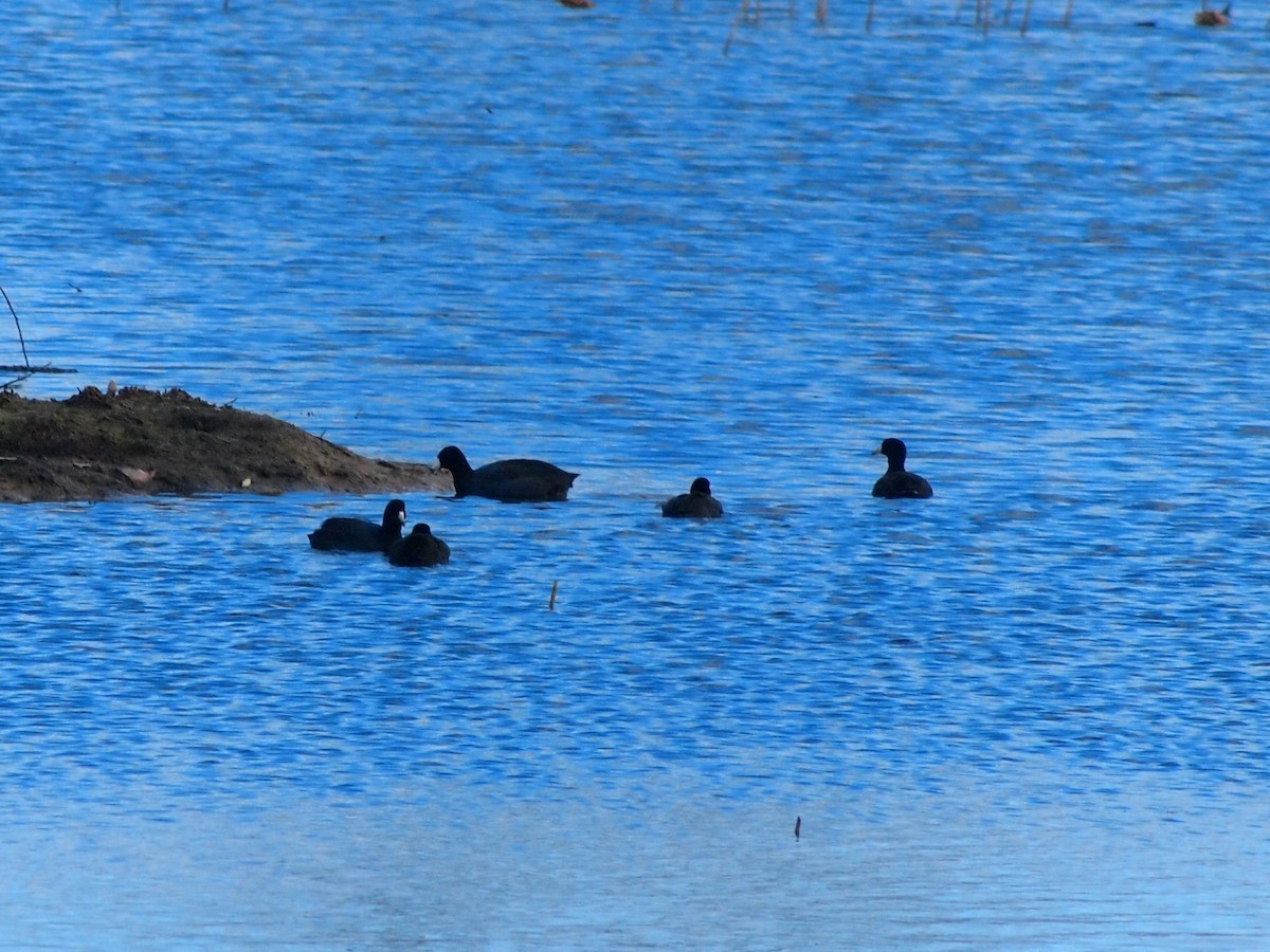 American Coot - ML279753881