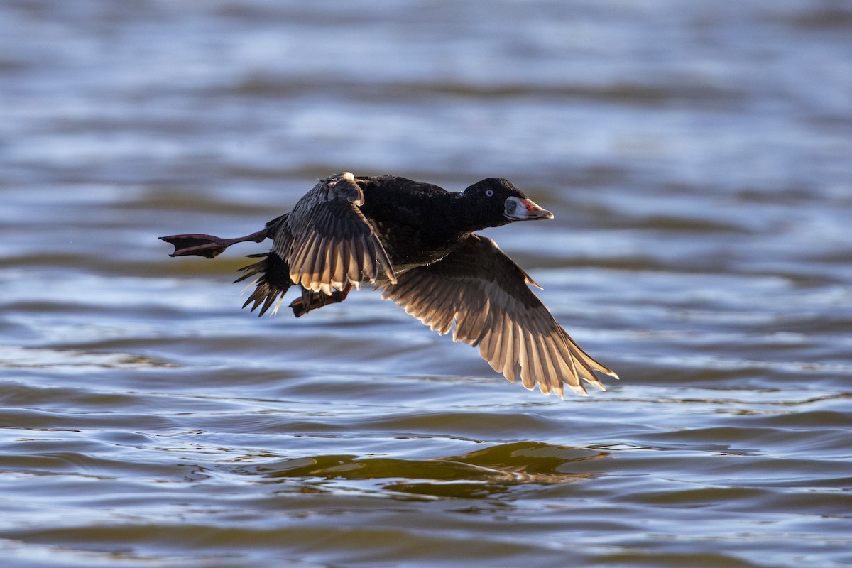 Surf Scoter - ML279754081