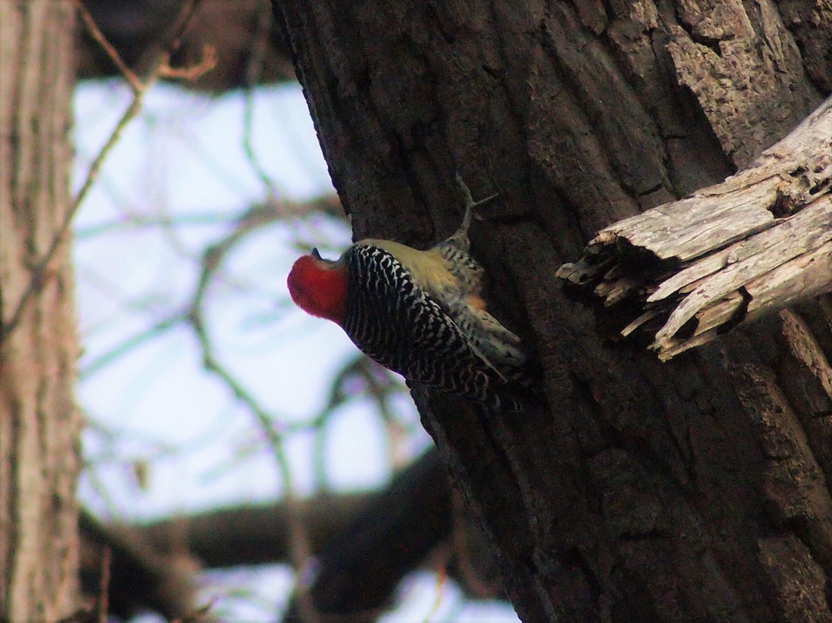 Red-bellied Woodpecker - ML279754091