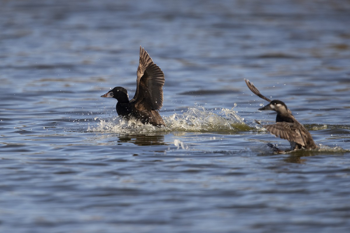 Surf Scoter - ML279754141