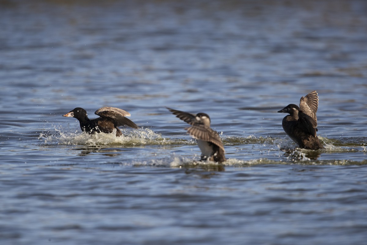 Surf Scoter - ML279754221