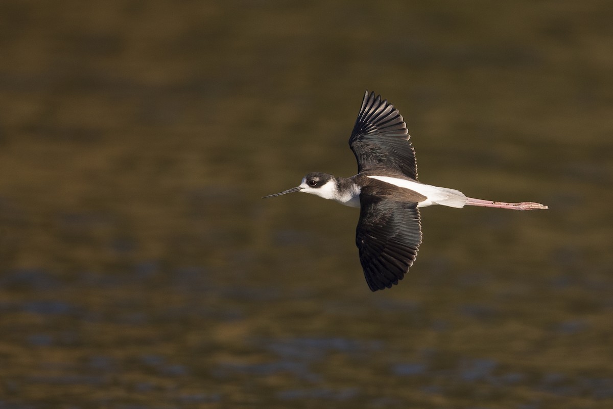 Black-necked Stilt - Michael Stubblefield