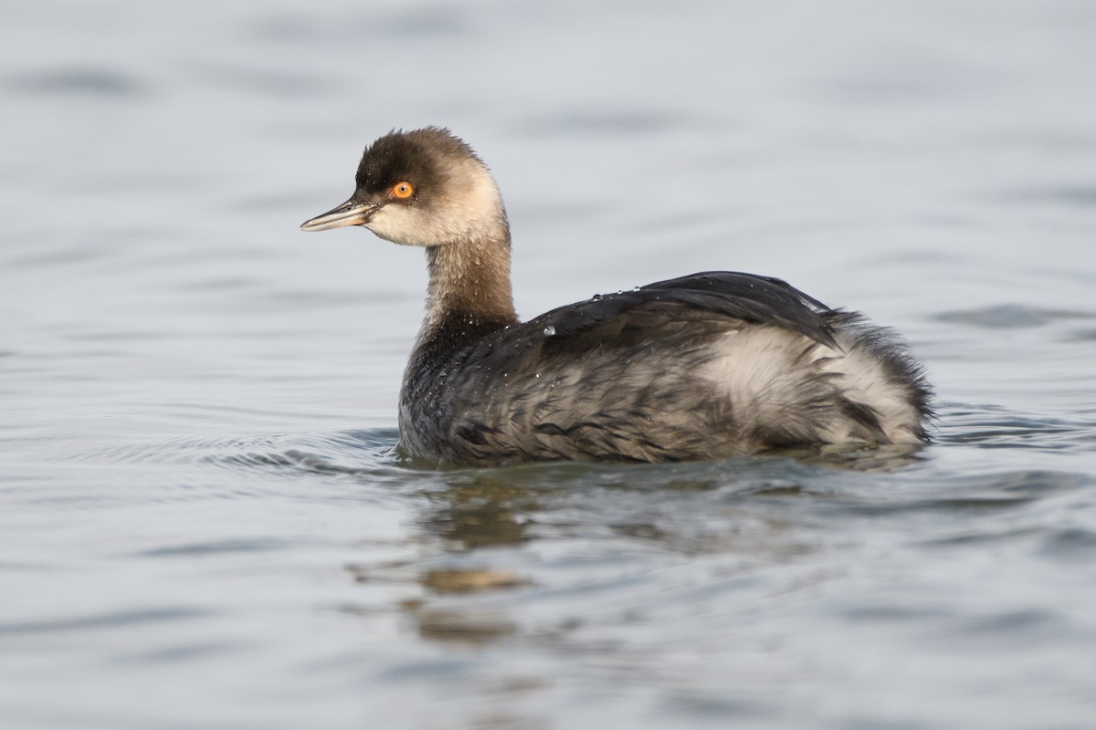 Eared Grebe - ML279754631