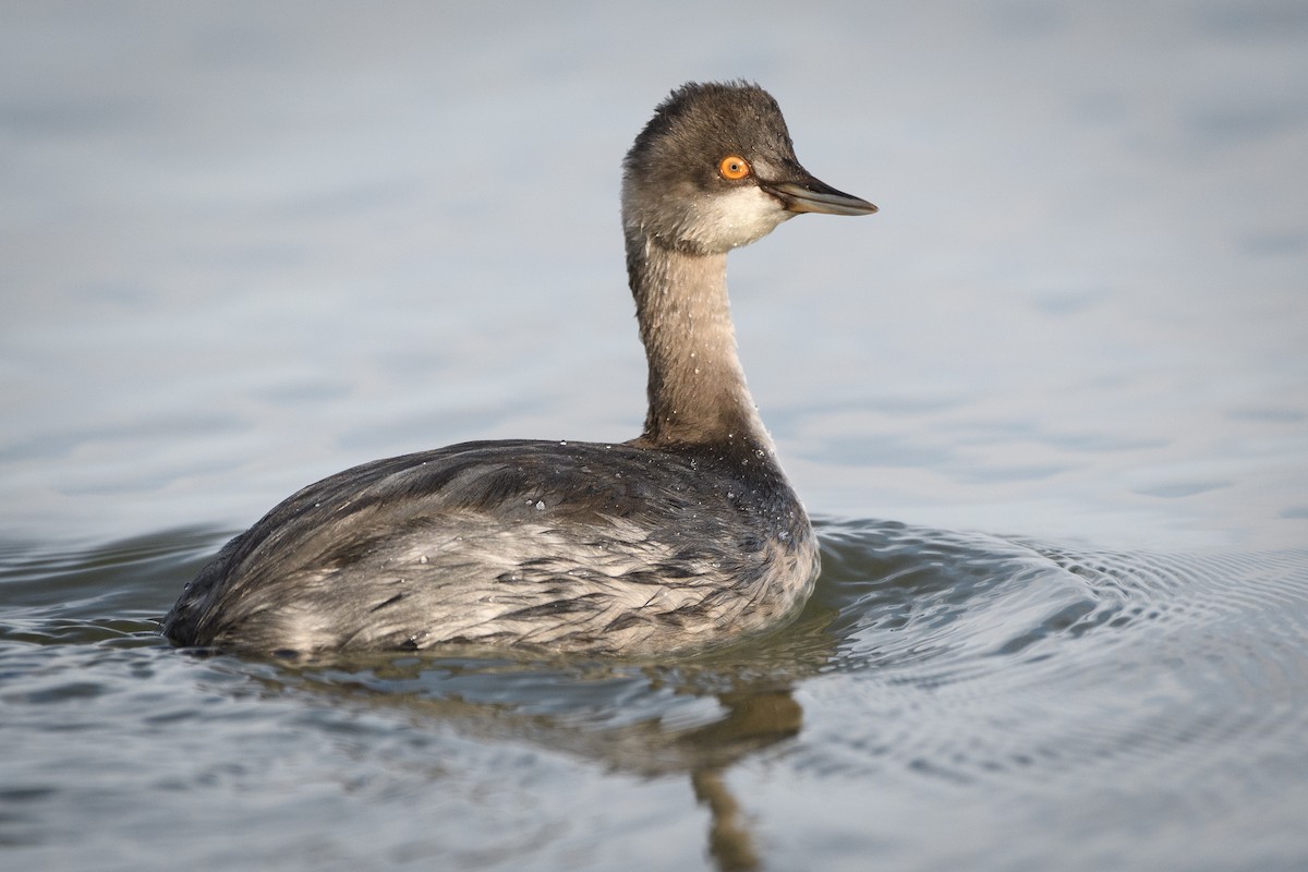 Eared Grebe - Darren Clark