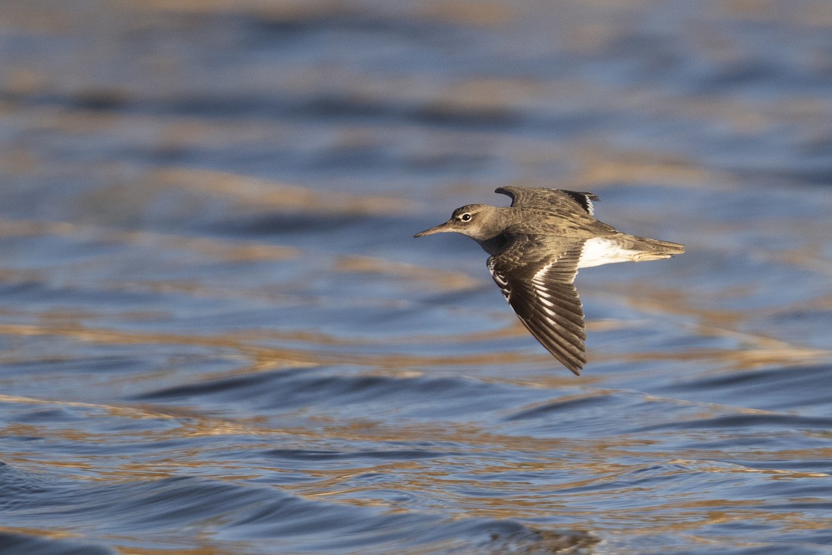 Spotted Sandpiper - Michael Stubblefield