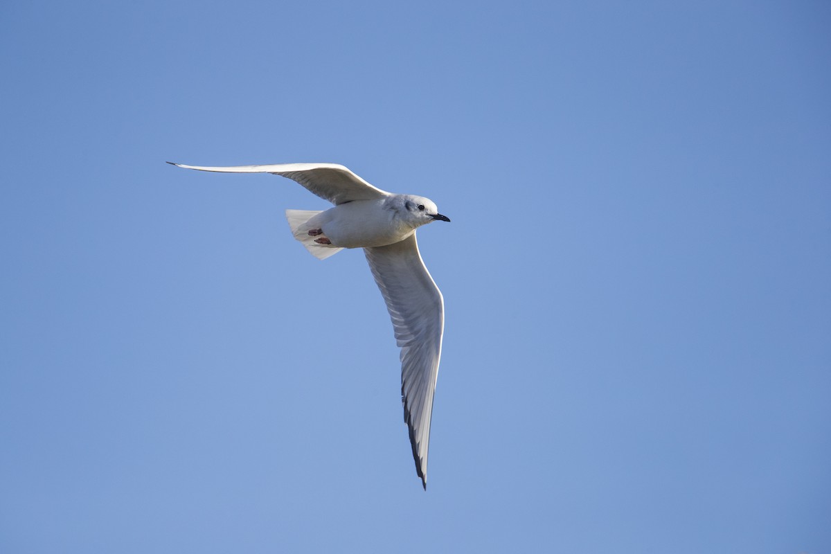 Bonaparte's Gull - Michael Stubblefield