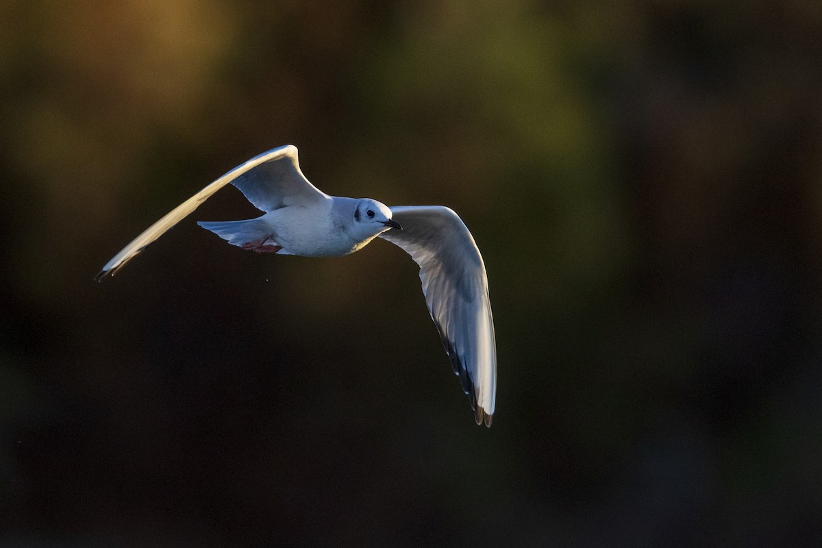 Bonaparte's Gull - Michael Stubblefield