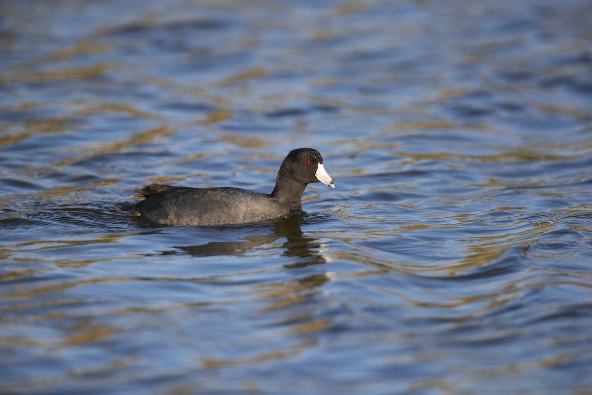 American Coot - Michael Stubblefield