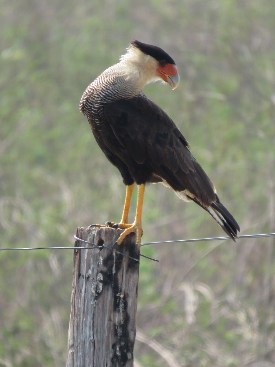 Crested Caracara (Southern) - ML279756101