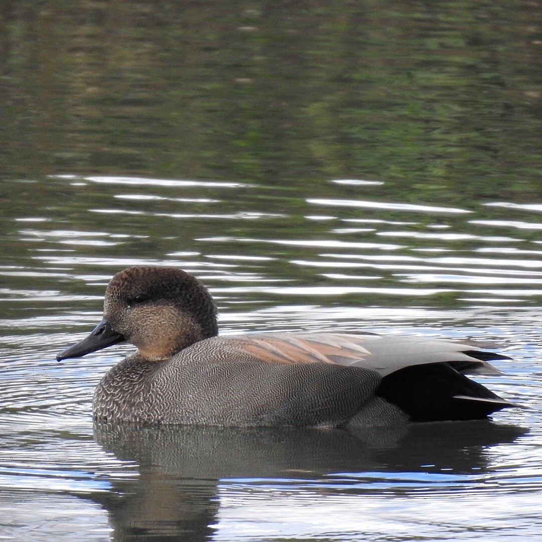 Gadwall - ML279756851