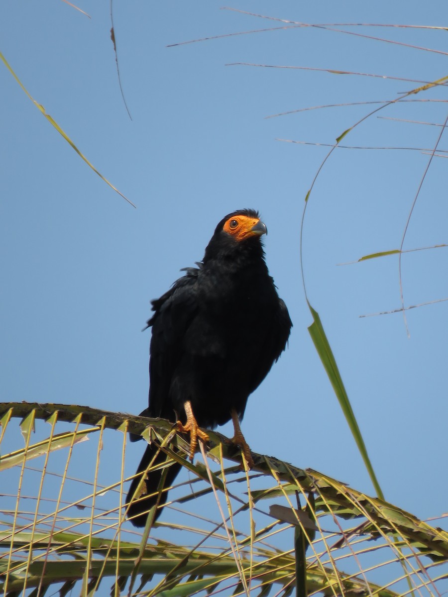 Black Caracara - ML279756871