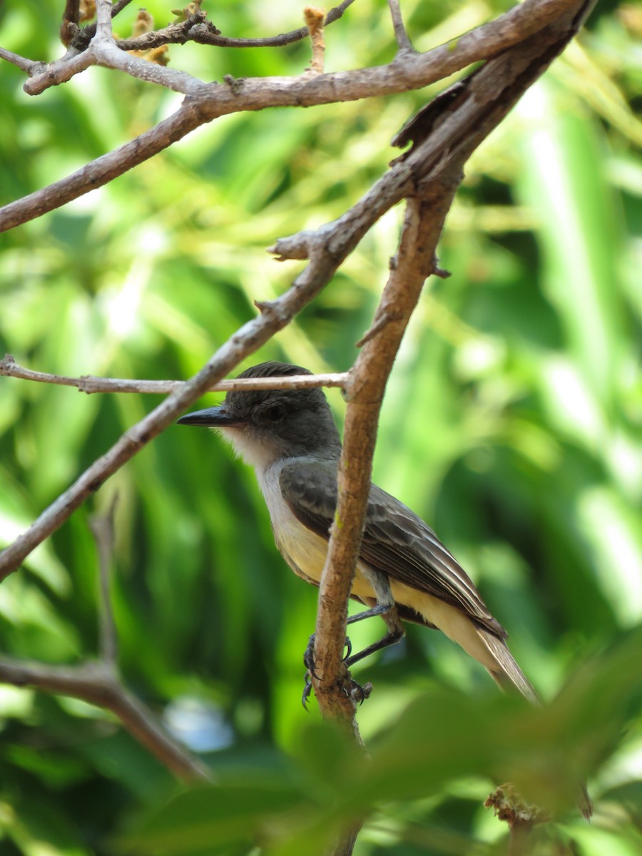 Short-crested Flycatcher - ML279757371