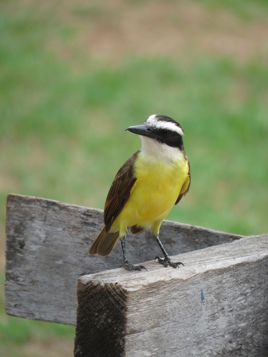 Great Kiskadee - ML279757981