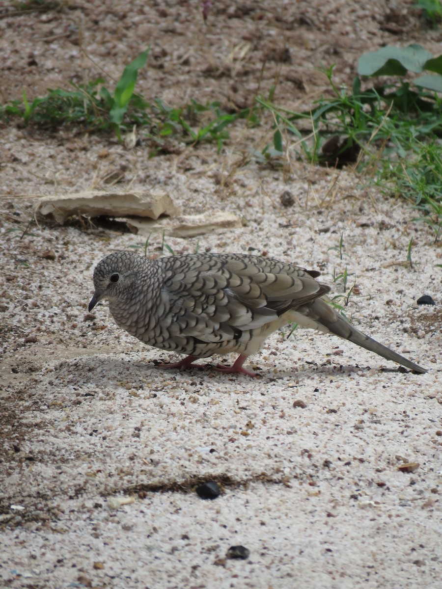 Scaled Dove - ML279758371