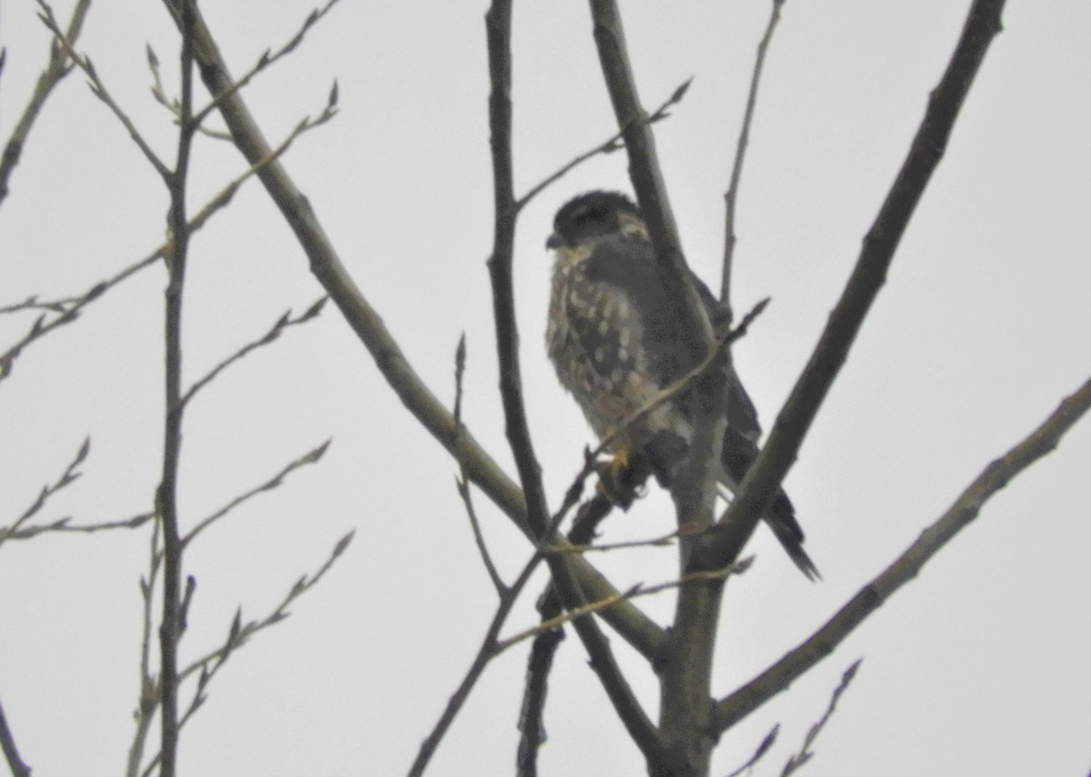 Faucon émerillon (columbarius) - ML279759381