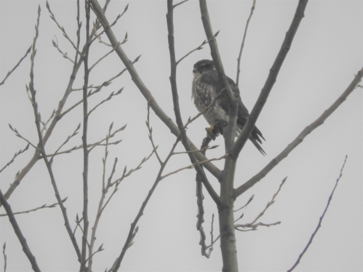 Підсоколик малий (підвид columbarius) - ML279759391