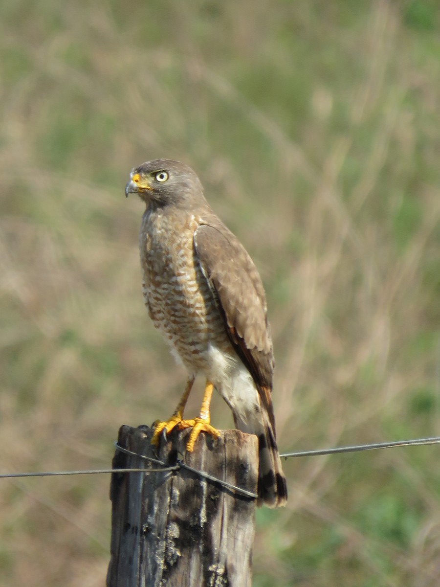 Roadside Hawk - ML279759531