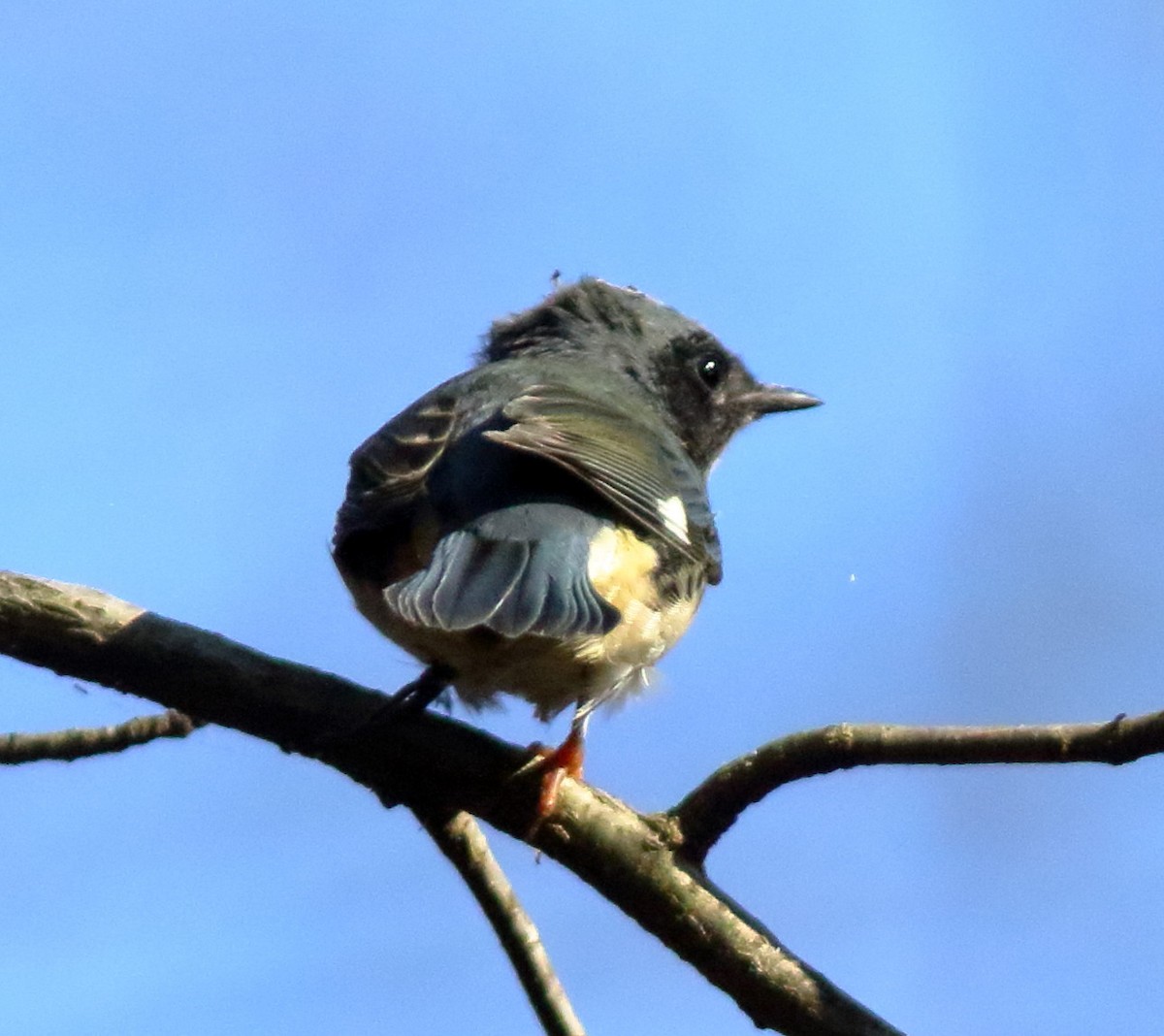 Black-throated Blue Warbler - B Maguire