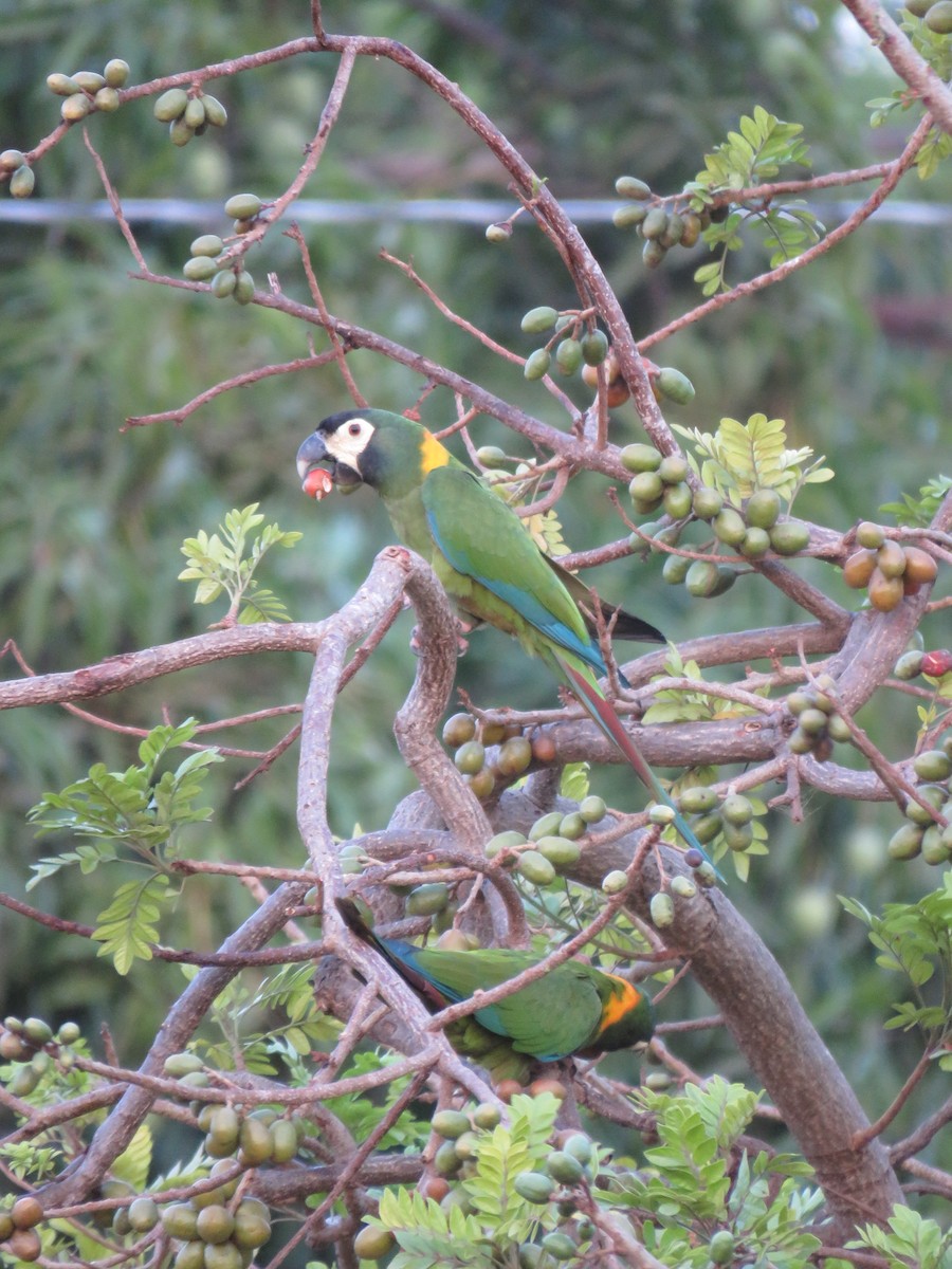 Yellow-collared Macaw - ML279760761