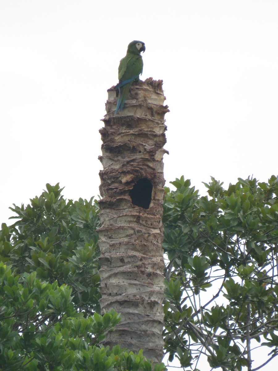 Chestnut-fronted Macaw - ML279761901