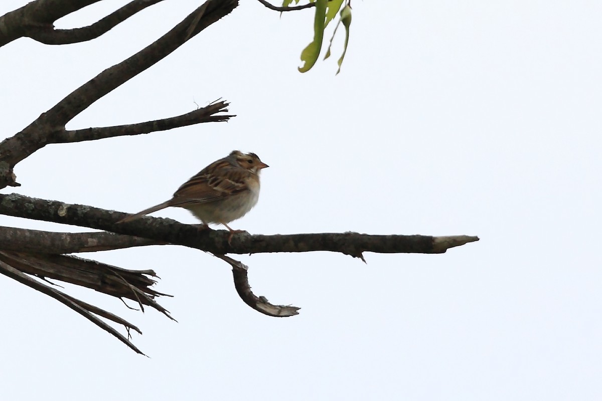 Clay-colored Sparrow - Tony Moline