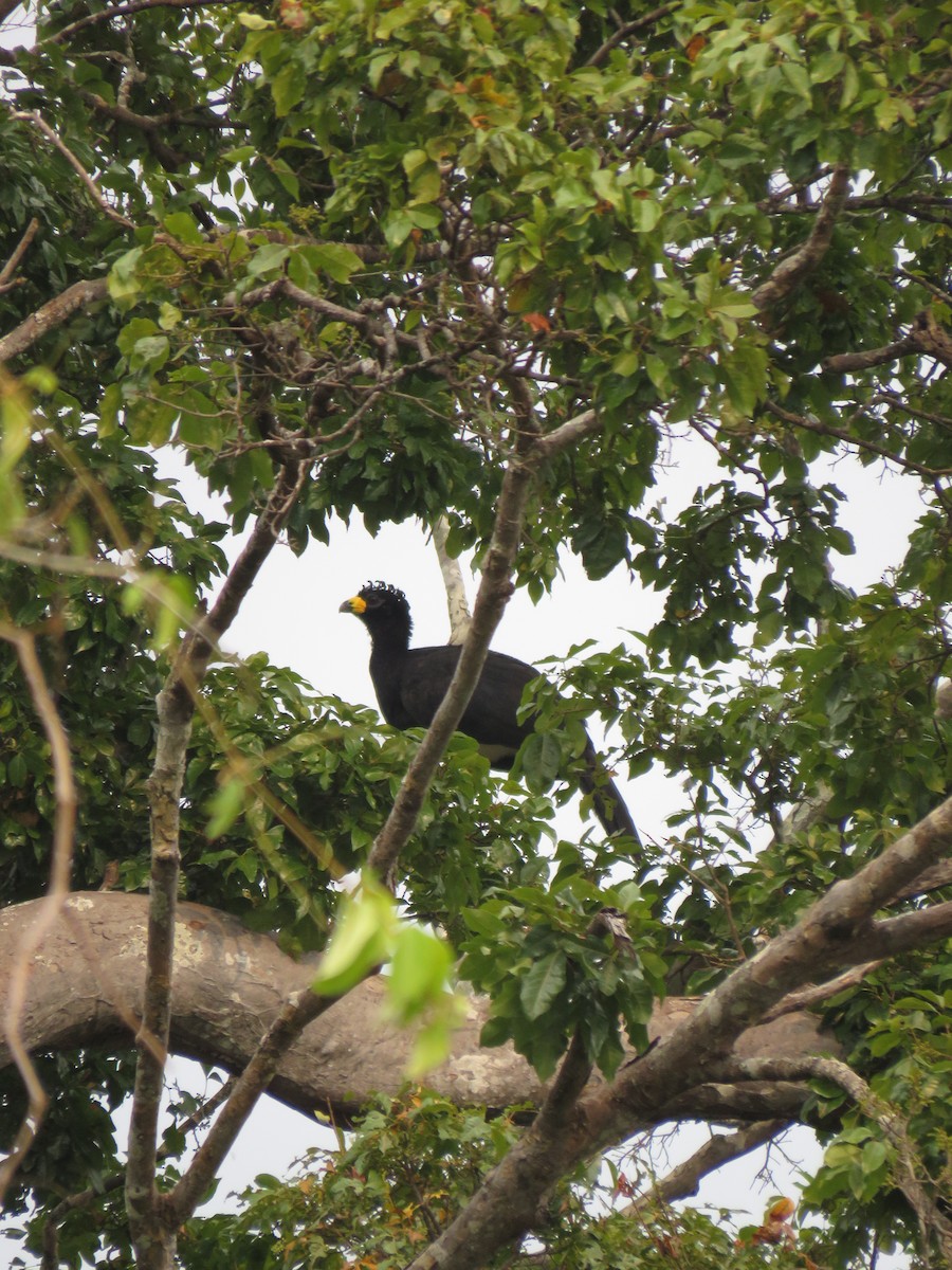 Bare-faced Curassow - ML279764921