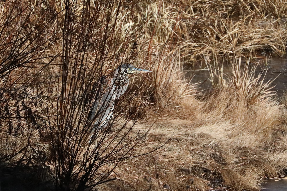 Great Blue Heron - ML279765201