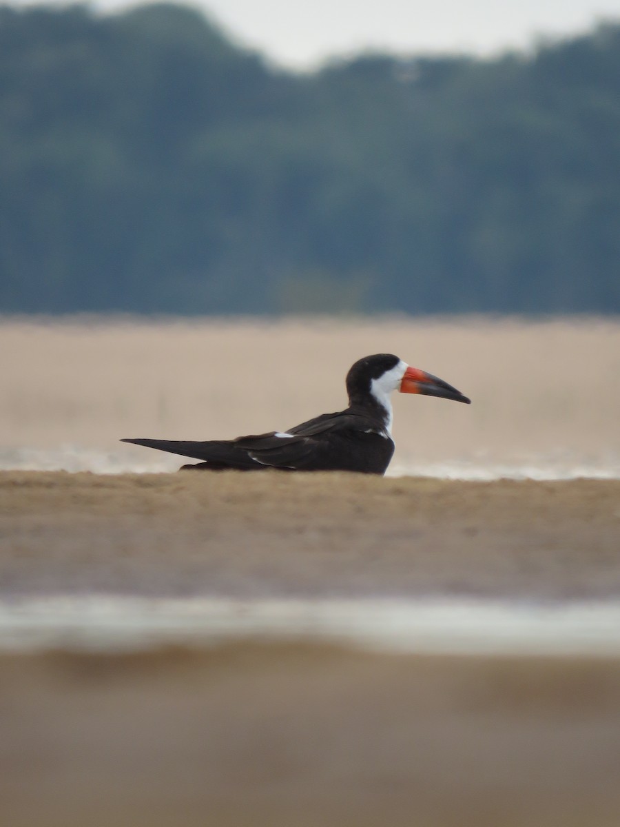 Black Skimmer - ML279765571
