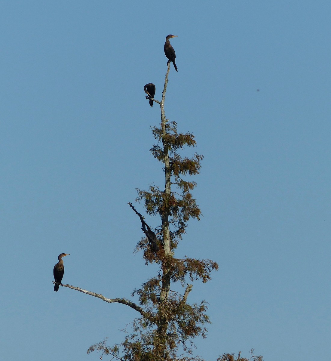 Neotropic Cormorant - ML279765611