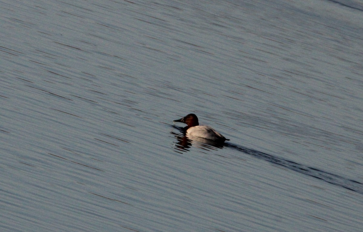 Canvasback - ML279766121