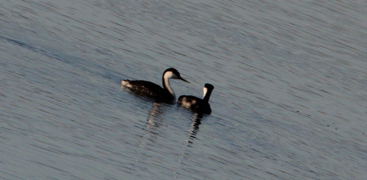 Western Grebe - Glenn Pannier