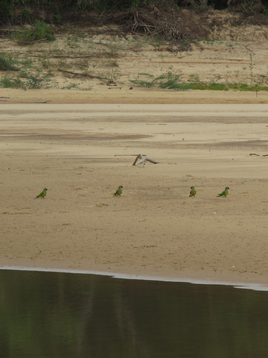 Peach-fronted Parakeet - ML279766251